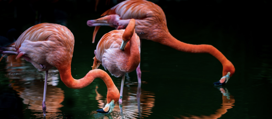 Flamingo Gardens